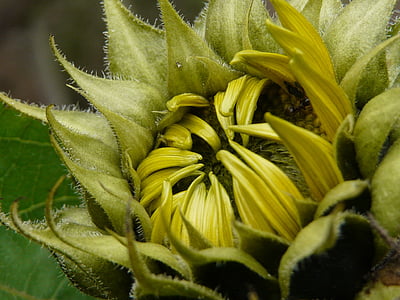 sunflower, flower, nature, flower of sunflower, petals