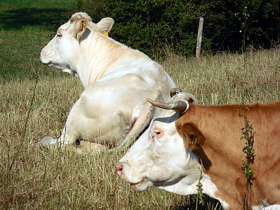 крави, едър рогат добитък, животни, пасища, пасат, Животновъдство, Животновъдство