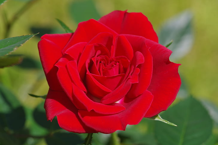 naik, Cinta, merah, bunga, tanaman, Taman, Cantik
