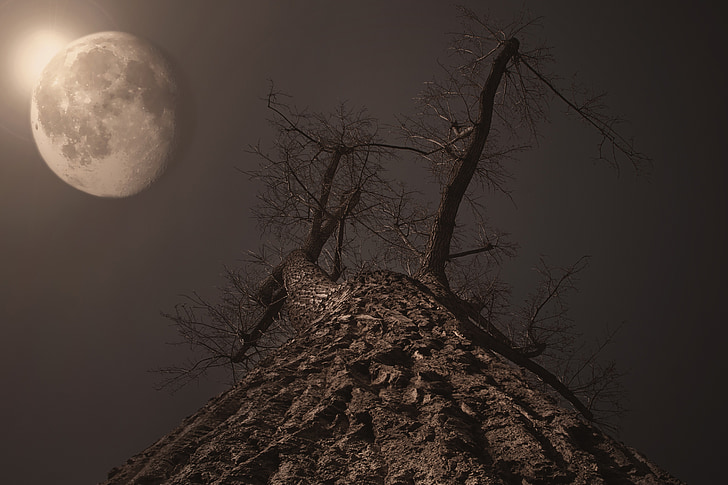 mesiac, strom, mesačný svit, spln, východ mesiaca, Twilight, večer