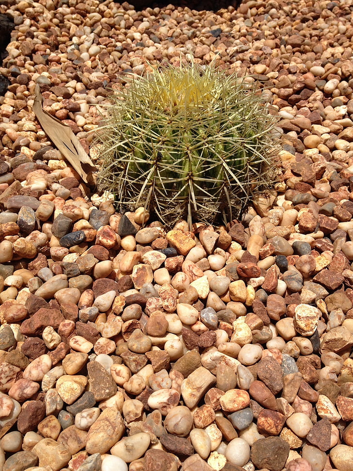 Cactus, pianta, deserto, Cactus, Botanico, estate, Spike