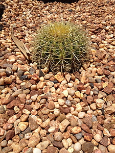Cactus, Anläggningen, öken, kaktusar, botaniska, sommar, Spike