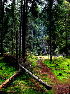 šuma, priroda, krajolik, stabla, šume, svjetlo, jesen