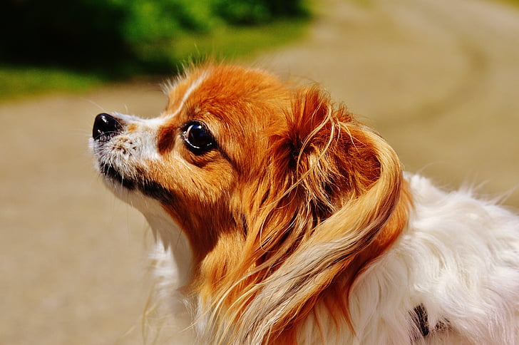 pes, Chihuahua, srčkano, majhen pes, Hišni ljubljenčki, dlakavi, krzno