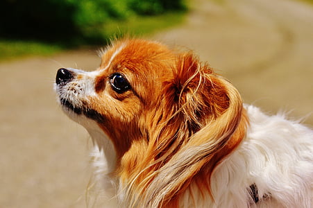câine, Chihuahua, drăguţ, caine de talie mica, animale de companie, păros, blana