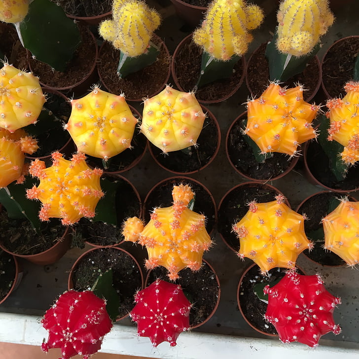 cactus, vermell, Jardineria, groc, taronja
