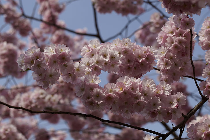 kirsikankukka, Blossom, Bloom, kevään, Sulje, vaaleanpunainen, tarjous