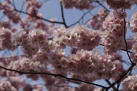 樱花, 开花, 绽放, 春天, 关闭, 粉色, 投标