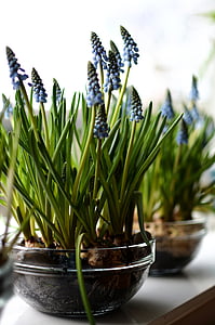 hyacinth, blomster, Blossom, natur, grøn, blomstermotiver, plante