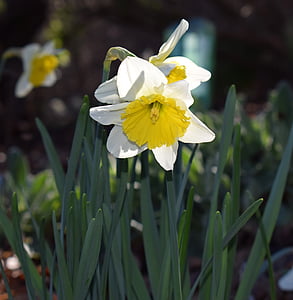 Narcis, květ, květ, Bloom, žárovka, zahrada, Příroda