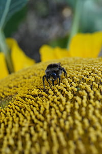 hummel, insect, sun flower, public record, blossom, bloom, nature