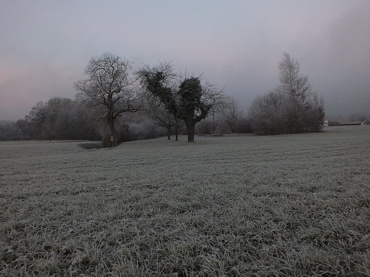 κρύο, δέντρο, ομίχλη, παγωμένη, χειμερινές, Χειμώνας