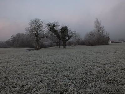 zimno, drzewo, mgła, lodowe, chłodny, zimowe