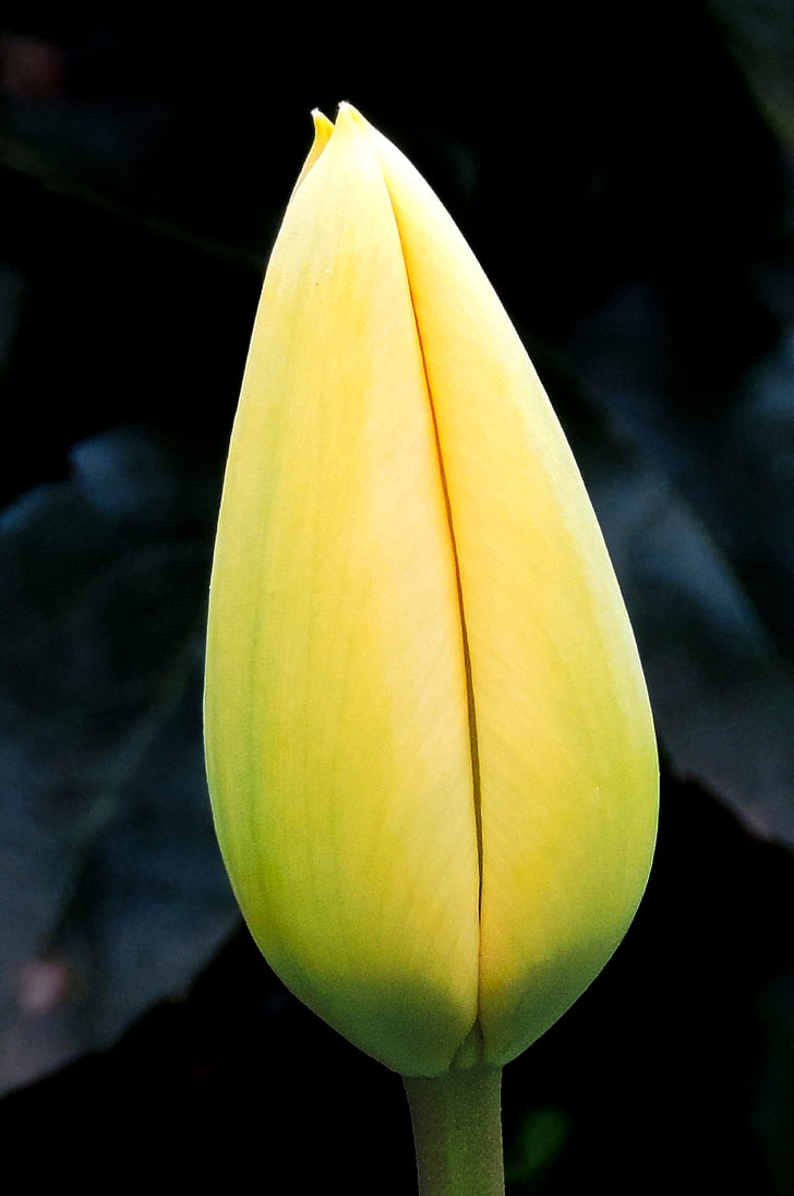 Tulipa, groc, flor, flor, primavera, flora