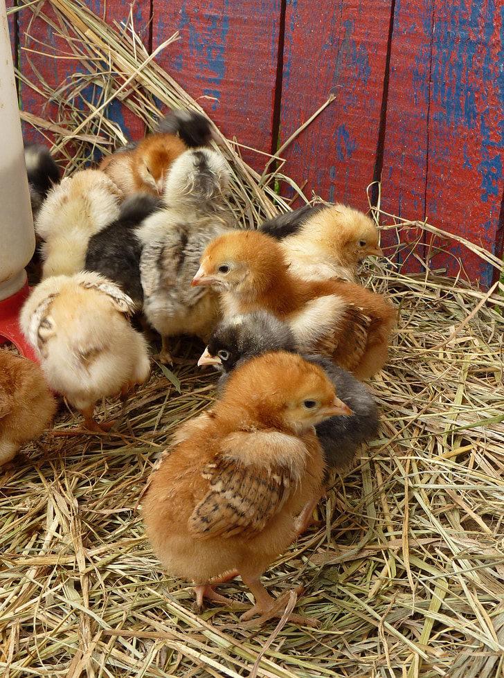 chick, baby kyllinger, påske, kylling, forår, Farm, stald