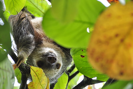 bicho-preguiça, preguiça de dois dedos, floresta tropical, selva, tropical, América Central, natureza