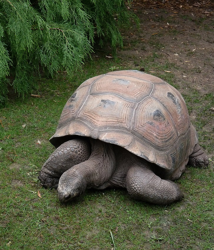 Tortue, animal, carapace, écaille
