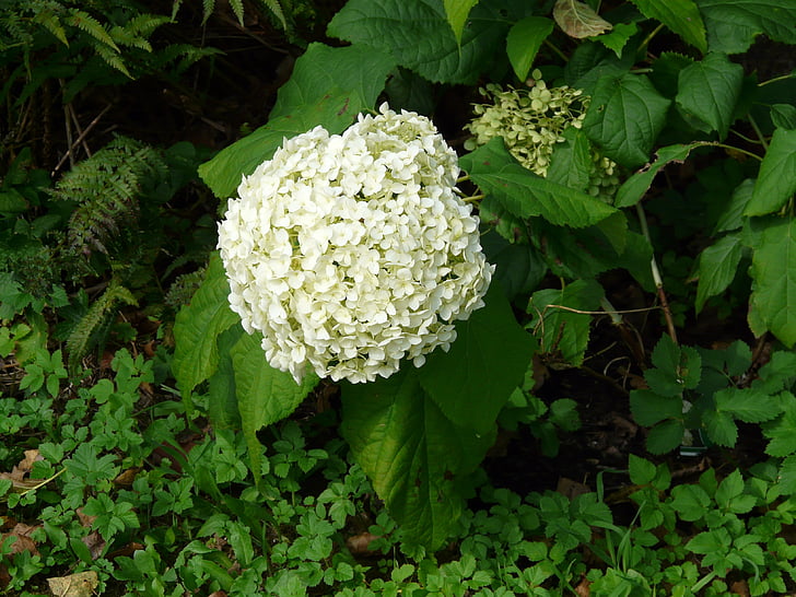 hortensia, blomst, Blossom, blomst, hvit, hortensia macrophylla, dekorativ busk