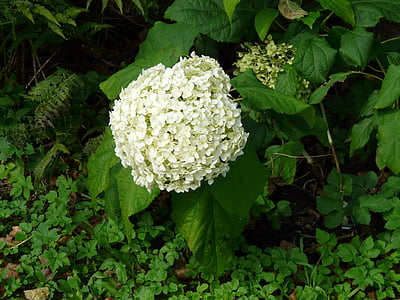 hydrangea, flower, blossom, bloom, white, hydrangea macrophylla, ornamental shrub