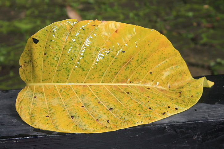 leaf, yellow, nature, fall leaf