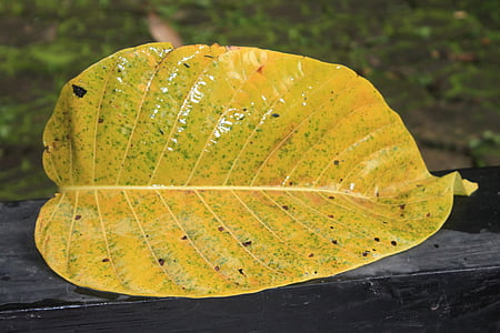 Leaf, gul, naturen, höst löv