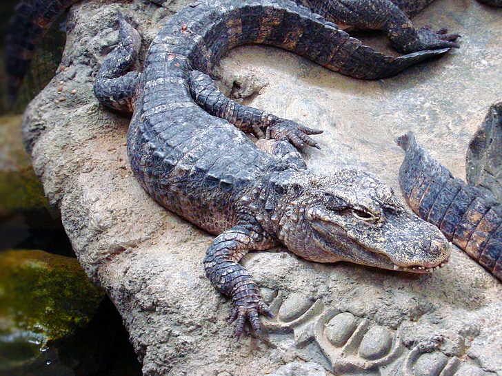 jacaré, animal, réptil, jardim zoológico, Crocodilia, crocodilian, Alligatoridae