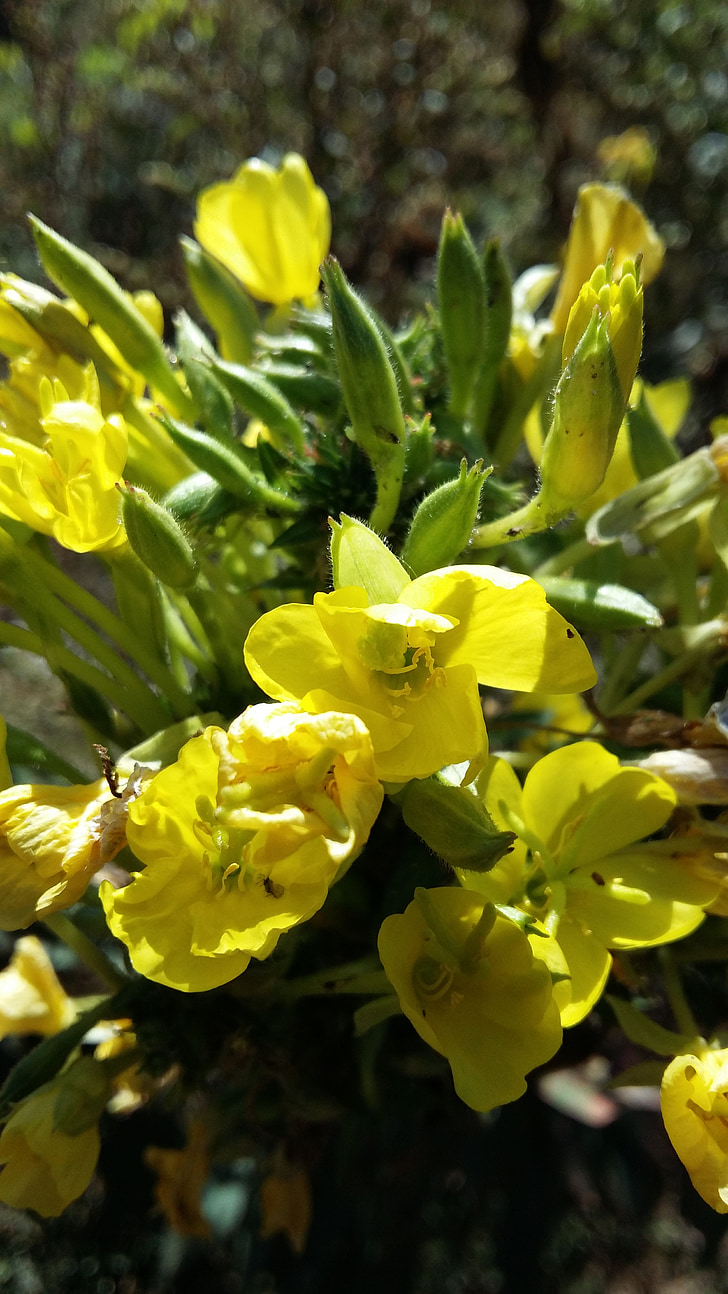 evening primrose, spring in my house farm, evening primrose oil