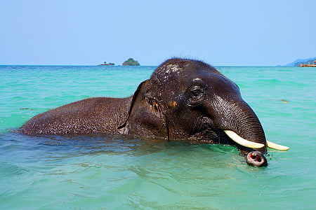 слон, за къпане, море, багажника, вода, бивни, индийски слон