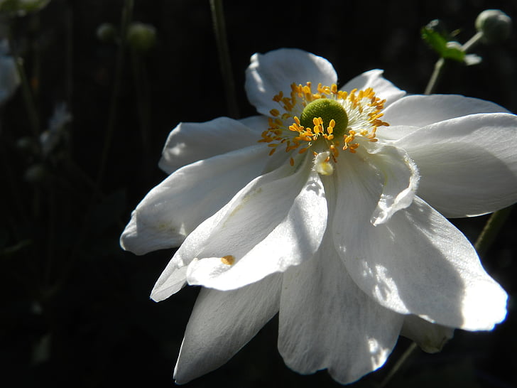 Anne Herbst Mond, Blume, Natur, Sonnenlicht, weiß, Anlage, Blütenblatt