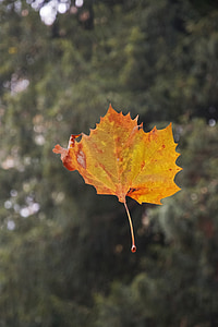 Leaf, rudens, sausajām lapām, atstāj, rudens mežā, lidojumu, kritums