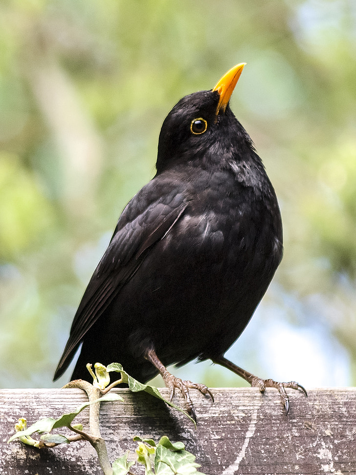 Blackbird, oiseau, Songbird, oiseaux de jardin, animal, nature, faune