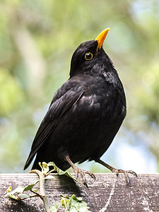 siyah kuş, kuş, Songbird, Bahçe kuş, hayvan, doğa, yaban hayatı