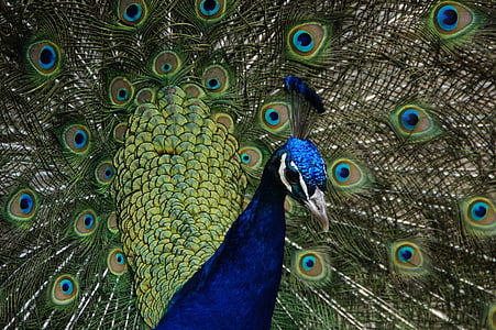 peacock, beat rad, peacock wheel, bird, feather, balz, plumage