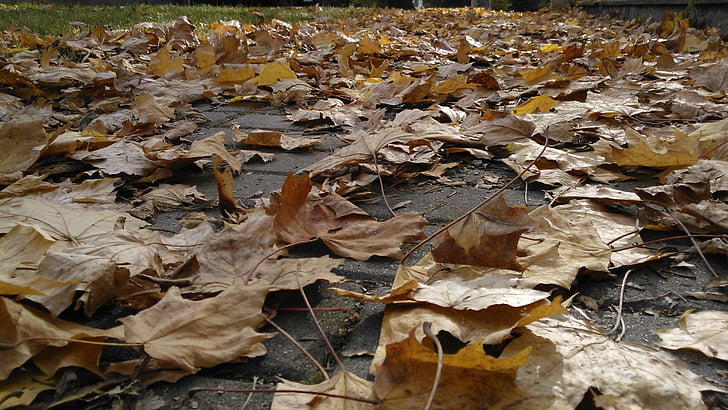liści, klon, jesień, Fallen
