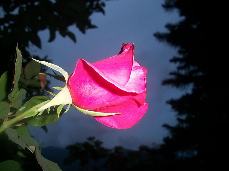 slējās, rozā, puķe, mīlu, romantika