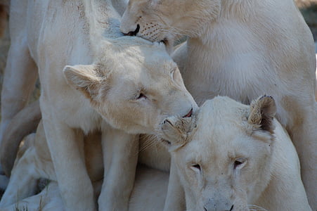 løve, Afrika, hvit, dyr, Safari, rovdyr, stolthet