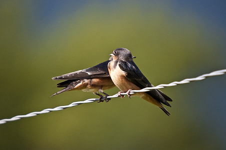 swallows, birds, fauna