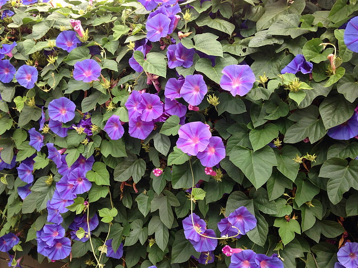 plavo cvijeće, Božje drvce, Spora vožnja, obuhvaća zid, cvatnje, bindweed, ljubičasto cvijeće