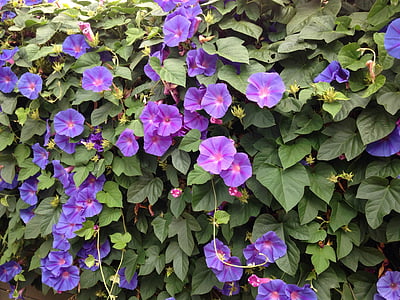 mavi çiçekler, sabah zafer, sarmaşık, duvar kapakları, çiçekli, kahkaha, mor çiçekler