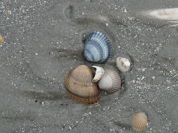 kagyló, ehető cockle, cerastoderma terület, Beach, homok, kagylók, cardiidae