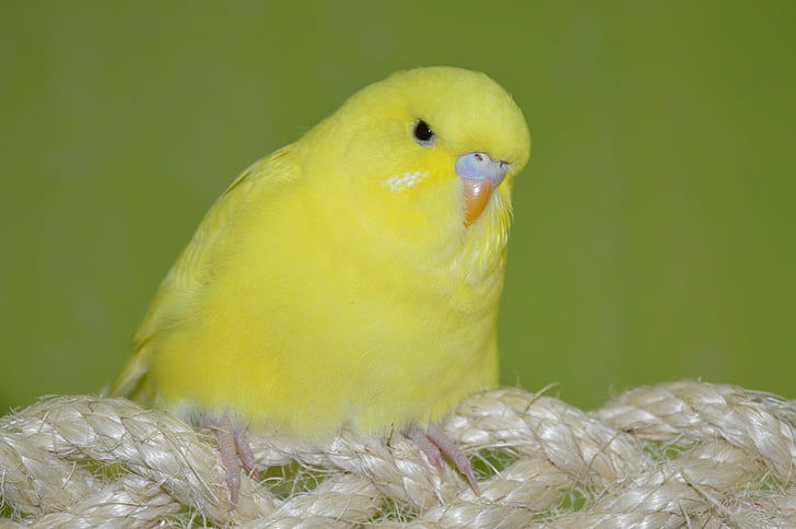 Budgie, amarillo, Ziervogel, pájaro, animal, naturaleza