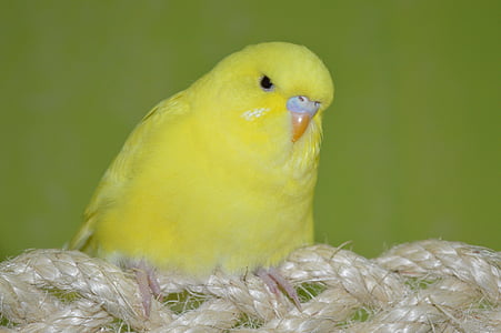 budgie, 노란색, ziervogel, 새, 동물, 자연