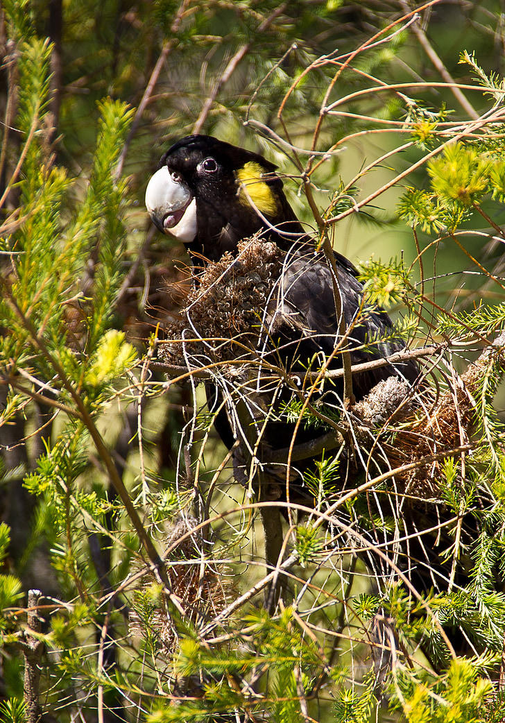 gul-tailed black cockatoo, kakadua, papegoja, fågel, Australien, Queensland, svart