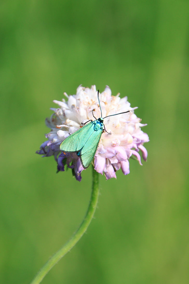 bướm, màu xanh lá cây, kim loại, phản ánh, đôi cánh, côn trùng