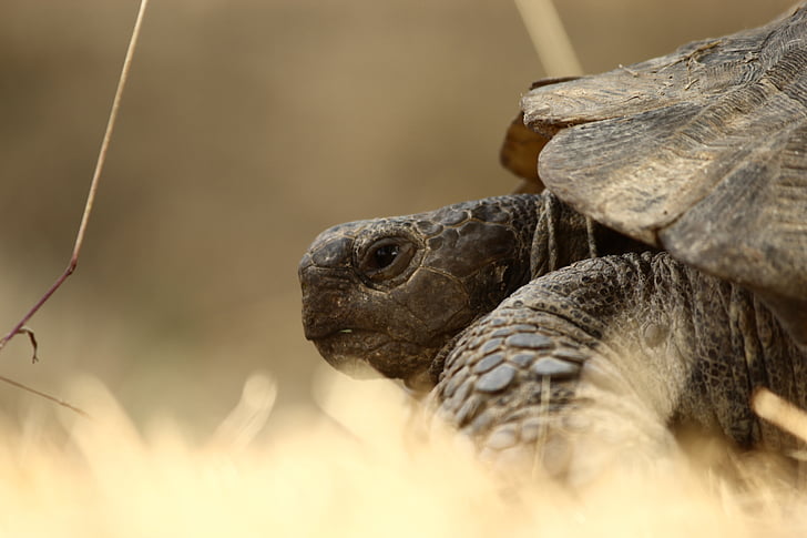 tortoise, animal, slow, one animal, animal themes, animal wildlife, animals in the wild
