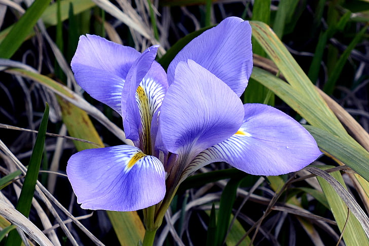 Iris, Blossom, mekar, bunga, biru, tanaman, alam