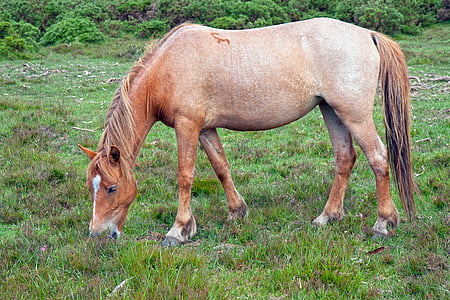 horse, pony, strawberry roan, roan, new forest pony, grazing, eating