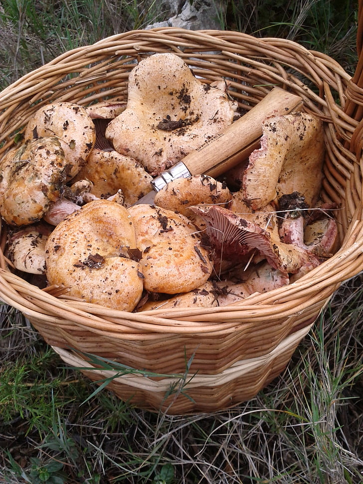 mushrooms, basket, nature, robellones