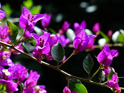 bougainvillea, colorful, flowers, purple, violet, intensive, color