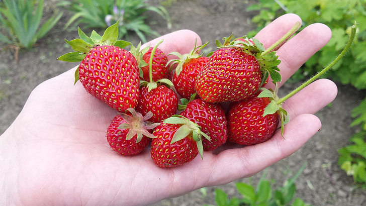 fraise, Berry, été, printemps, mai, moisson, jardin
